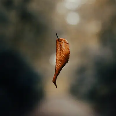 Обкладинка: Reminiscence — Vens Adams