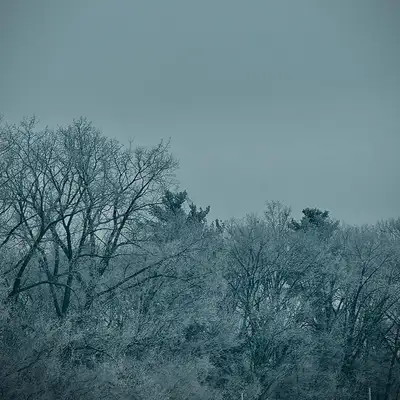 Обкладинка: carol of the bells — grac
