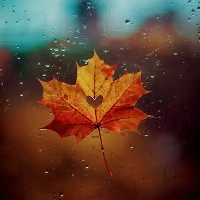 Cover art for Vens Adams — Bittersweet Autumn