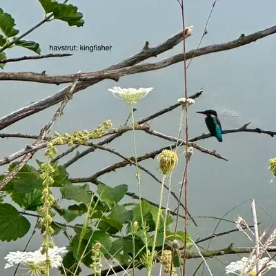 Обкладинка havstrut — kingfisher