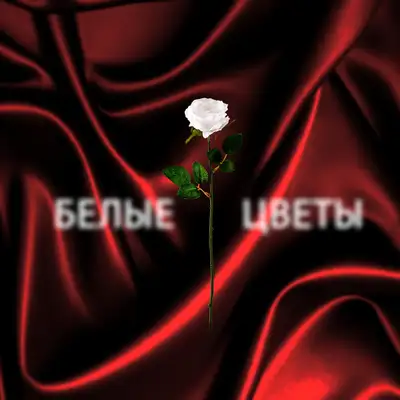 Обкладинка: Белые цветы — Никита Киселев