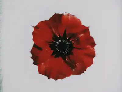 Kolibri