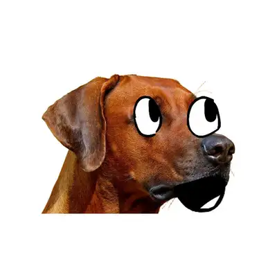 Обкладинка: If you get a dog, I’ll get one too — HappyPizzaBread